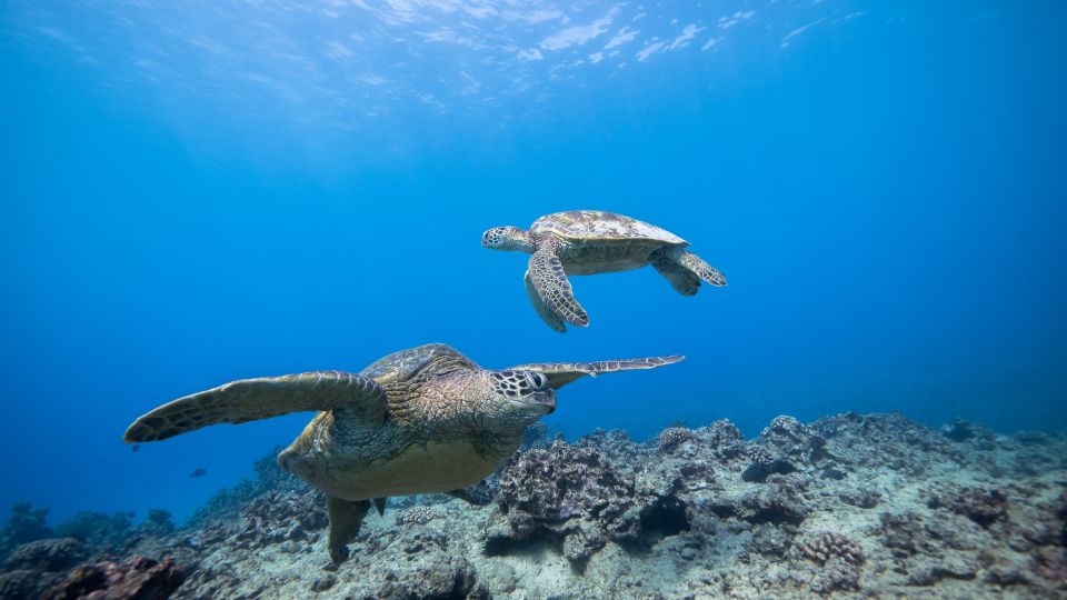 Oahu: Honolulu Turtle Canyon Snorkeling Tour - Customer Reviews