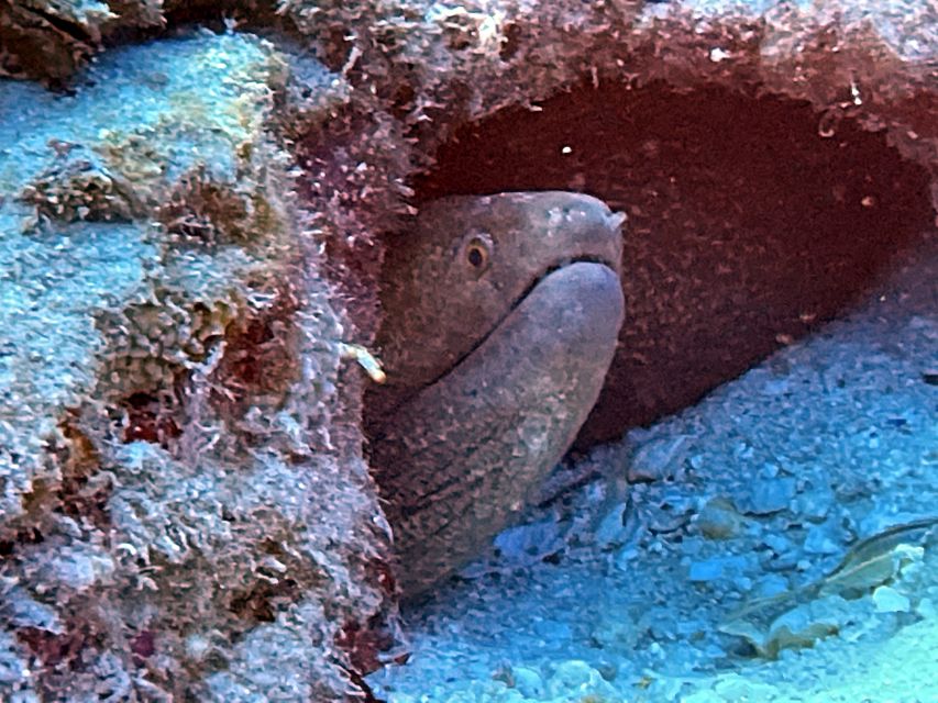 Oahu Night Dive: Adventure for Certified Divers - Highlights and Comfort