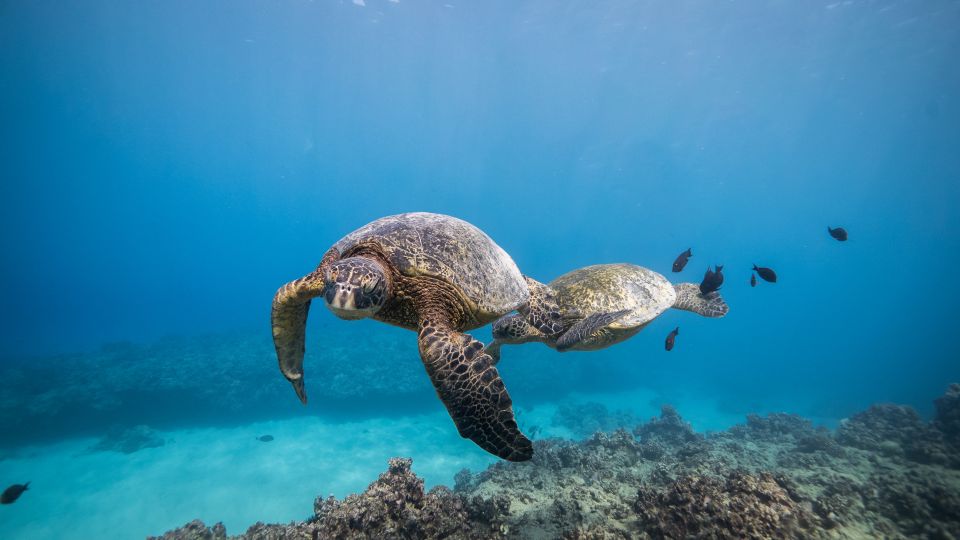 Oahu: Shallow Reef Scuba Dive for Certified Divers - Customer Feedback and Recommendations