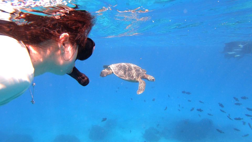 Oahu: Waikiki Private Snorkeling and Wildlife Boat Tour - Reserve Now & Pay Later