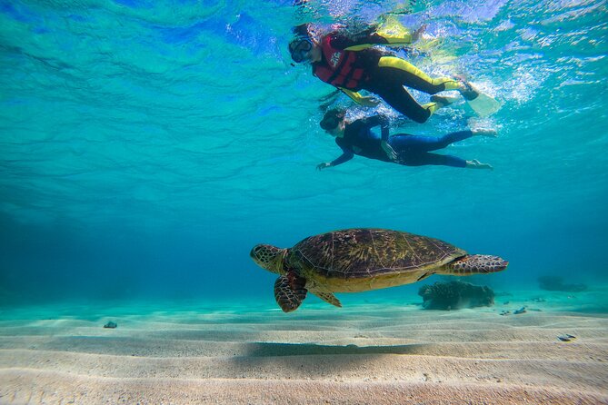 Ocean Safari Great Barrier Reef Experience in Cape Tribulation - Customer Reviews