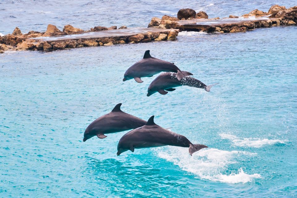 Ocho Rios: Full-Day at Dolphin Cove & Swim With the Dolphins - General Information