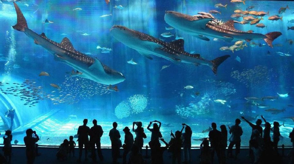 Okinawa Churaumi Aquarium Admission Ticket - The Sum Up