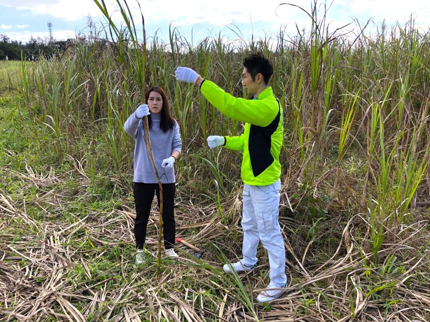 Okinawa: Harvest Sugarcane, Make Brown Sugar. Explore Nature - Participant Information