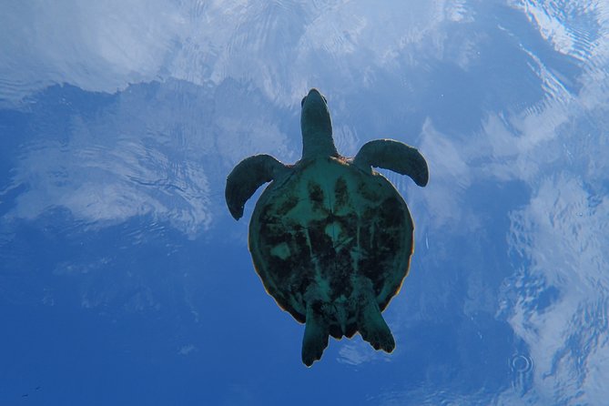 [Okinawa Miyako] Swim in the Shining Sea! Sea Turtle Snorkeling - Meeting and Pickup Instructions