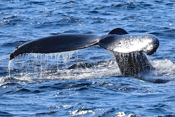 Okinawa Whale Watching From Naha - Weather Considerations and Experience Details