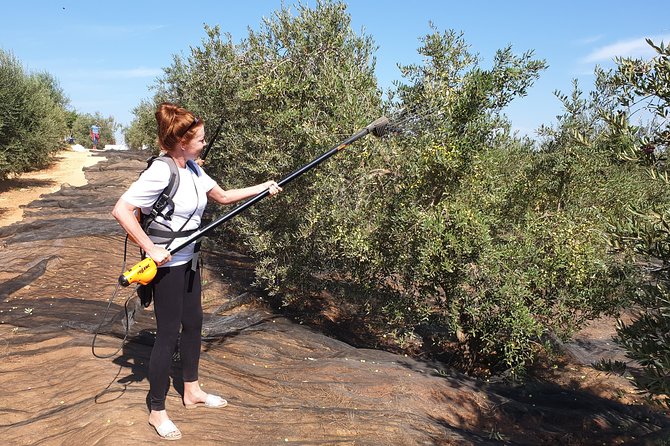 Olive Oil Farm Tour With Tasting From Seville - Meeting Point and Start Time