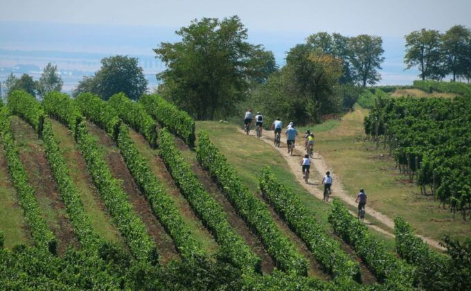 One Day Wine Route by Bike - Guided Winery Visit and Wine Tasting