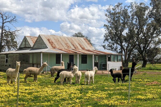 One-Hour Alpaca Meet-and-Greet on a Working Farm, Tomingley  - New South Wales - Pricing and Contact Details