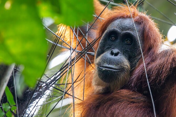 Orangutan Jungle Trek: 3 Day Adventure in Bukit Lawang, Sumatra - Wildlife Encounters