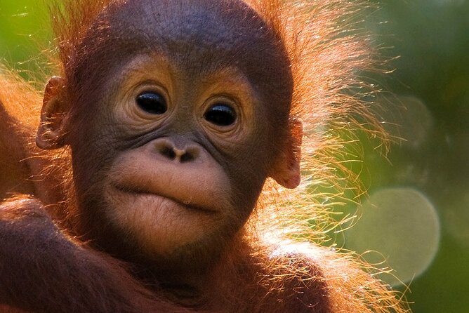 Orangutan Tour Tanjung Puting 3D2N - Common questions
