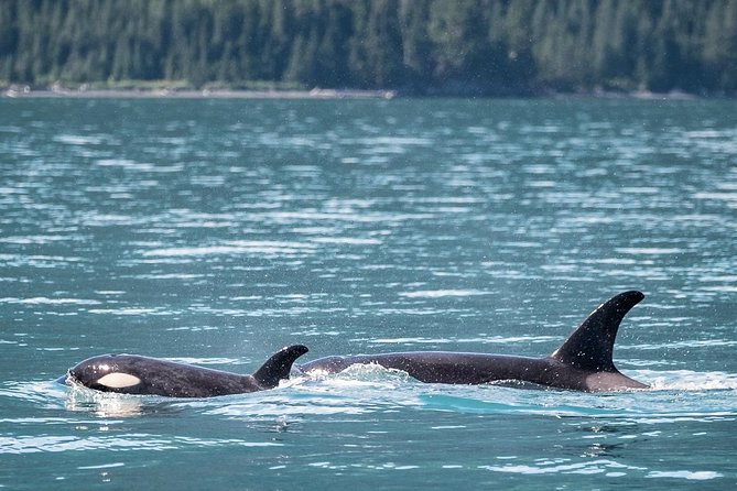 Orca Quest Cruise - Cancellation Policy and Booking Details