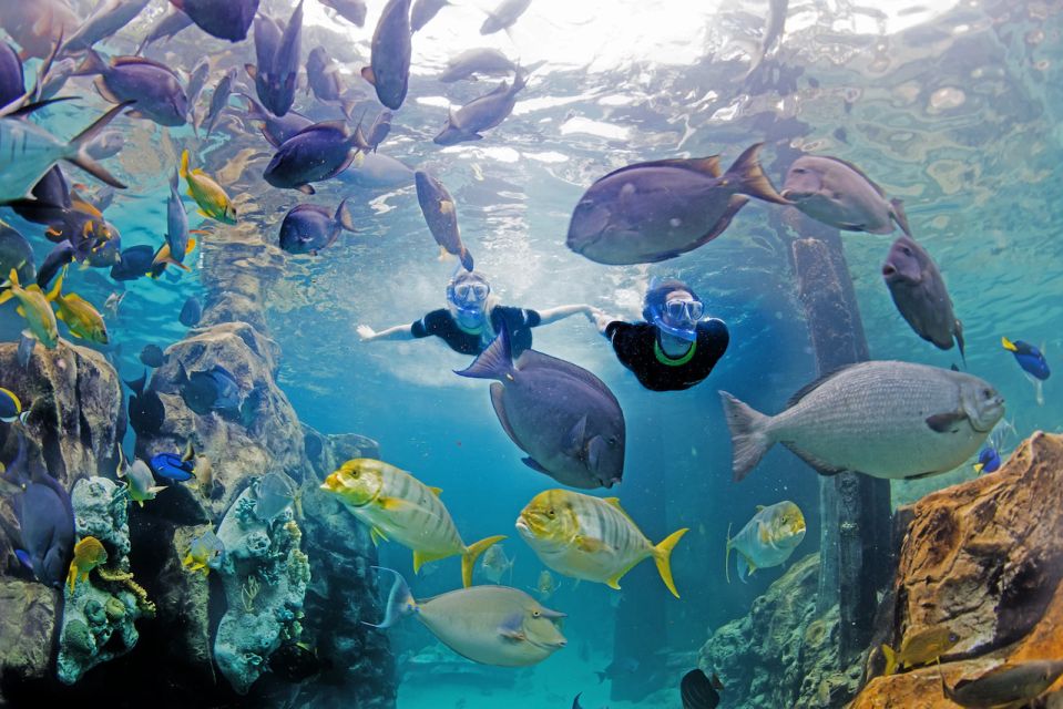 Orlando: Discovery Cove Admission Ticket & Additional Parks - Reserve Now & Pay Later Option