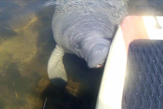 Orlando Manatee and Natural Spring Adventure Tour at Blue Springs - Cancellation Policy