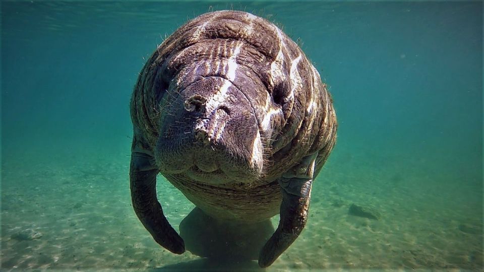 Orlando: Manatee Encounter, Snorkeling, and Airboat Ride - Directions for the Tour