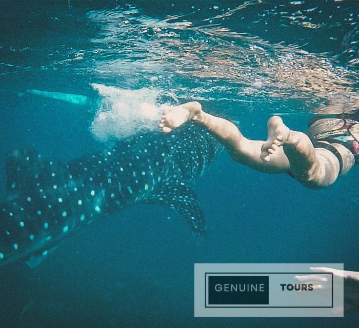 Oslob: Whaleshark & Canyoneering - Exploring the Natural Beauty of Oslob