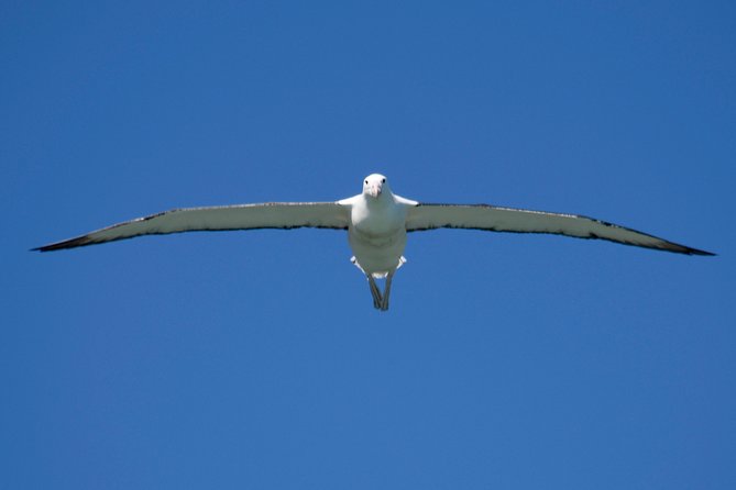 Otago Peninsula Scenery and Dunedin City Highlights Tour - Additional Information