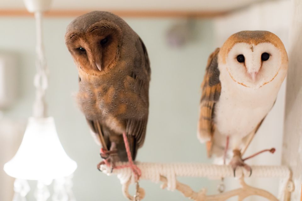 Owl Cafe Tokyo Akiba Fukurou - Customer Reviews