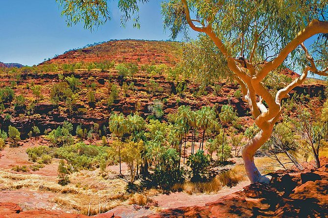 Palm Valley 4WD Tour From Alice Springs - Traveler Reviews