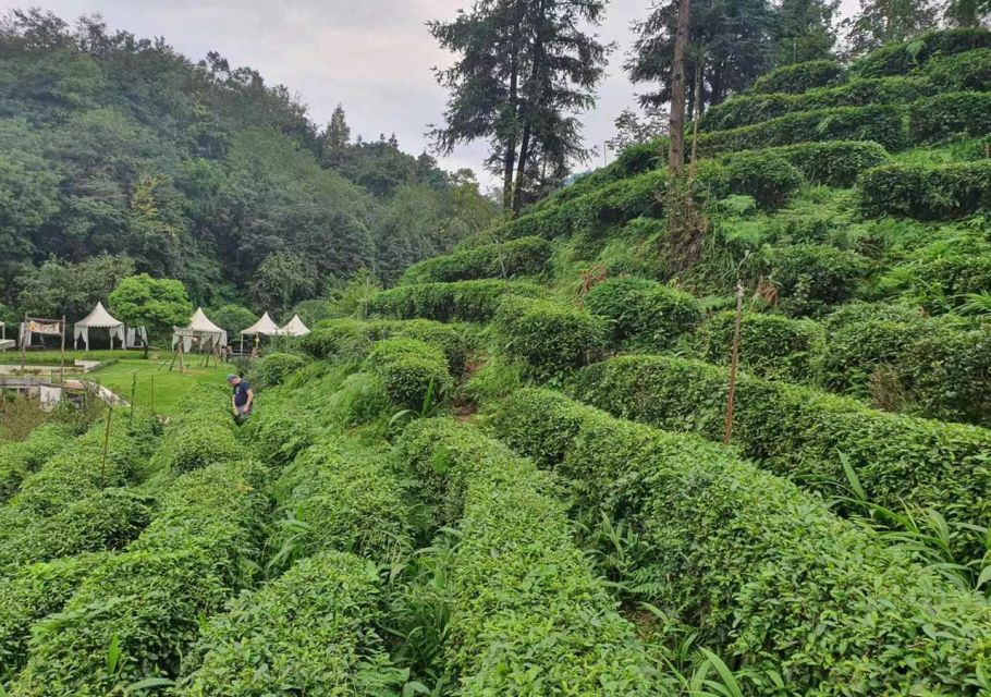 Panda and Green Tea Making Tour - Green Tea Plantation Experience