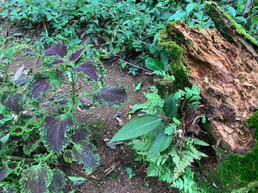 Paraty: Gold Trail Rainforest Hiking Tour - Select Participants and Date