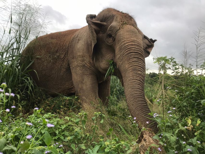 Pattaya: Ethical Elephant Sanctuary Interactive Tour - Location and Activity Details
