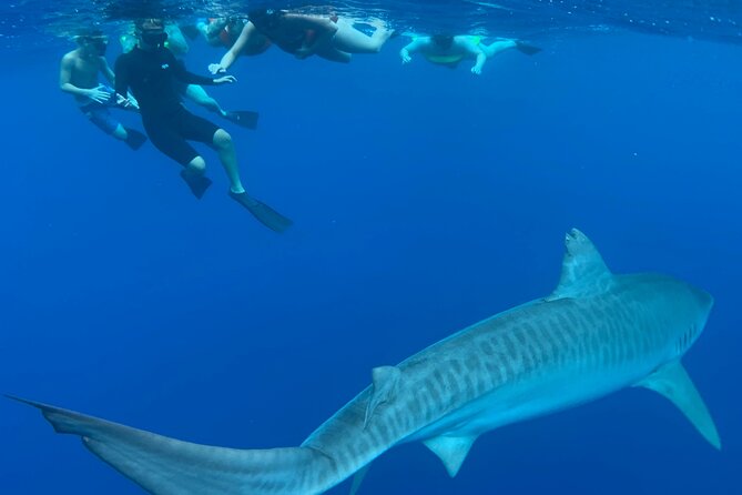 Pelagic Shark Dive Tour - Directions