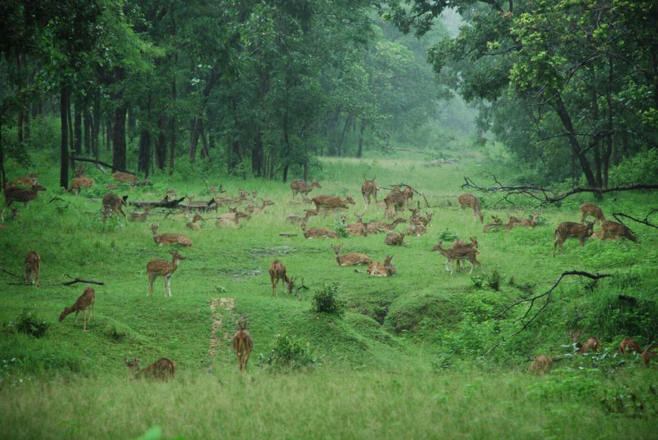Pench National Park: Skin the Line Access to Jungle Safari - Last Words