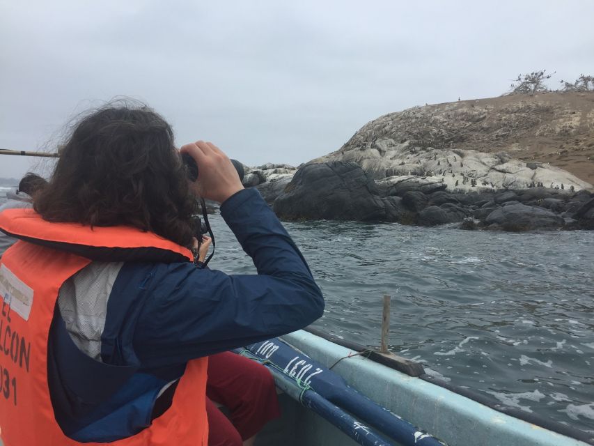 Penguins Watching Cachagua Island - Zapallar From Valparaiso - Product Information