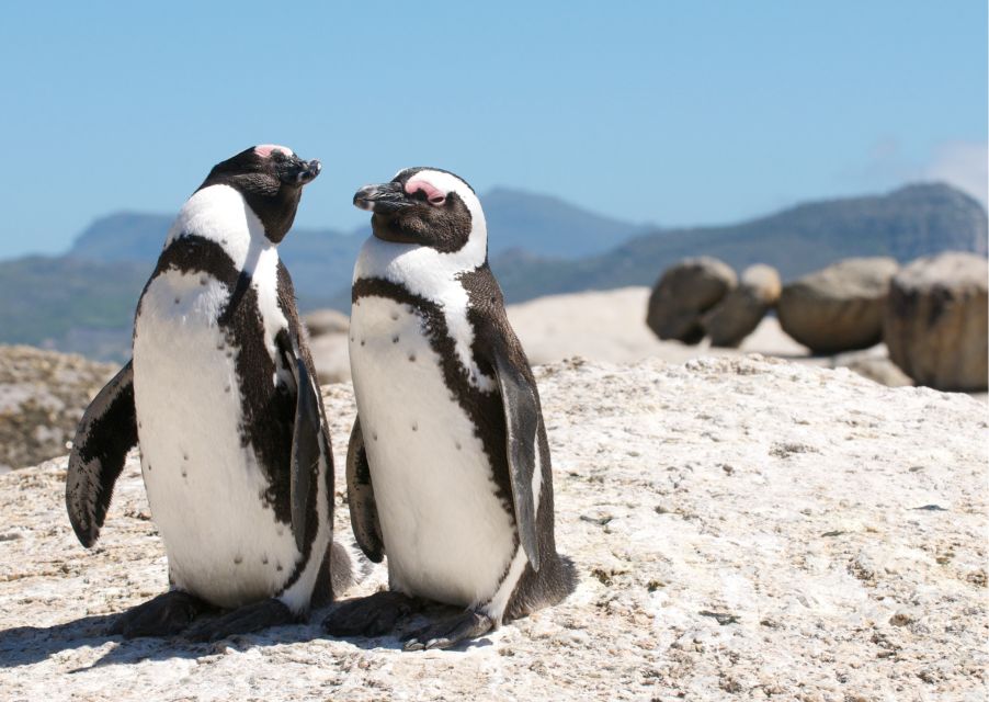 Peninsula Day Tour: Cape Point, Penguins & Table Mountain - Pricing and Reservations