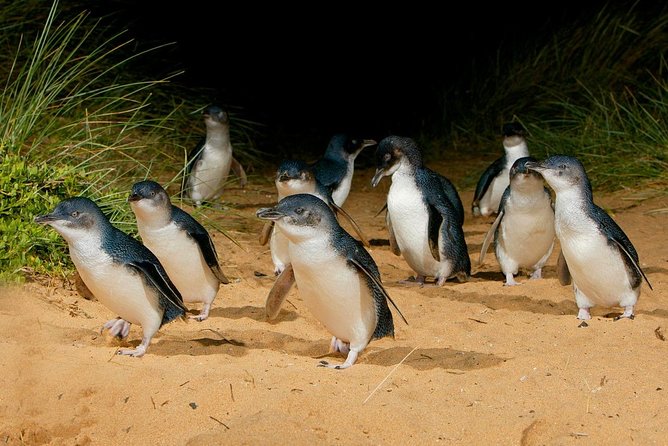 Phillip Island Penguin Parade Day Trip With Koala Conservation Reserve Visit - Customer Reviews and Testimonials