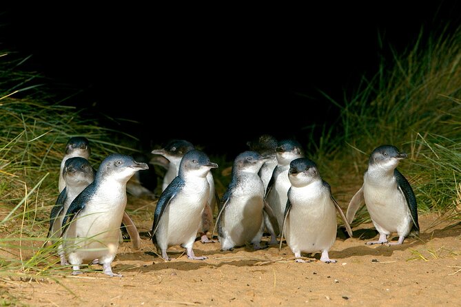 Phillip Island Penguins and Wildlife Day Tour From Melbourne  - Mornington Peninsula - Booking and Cancellation Policy