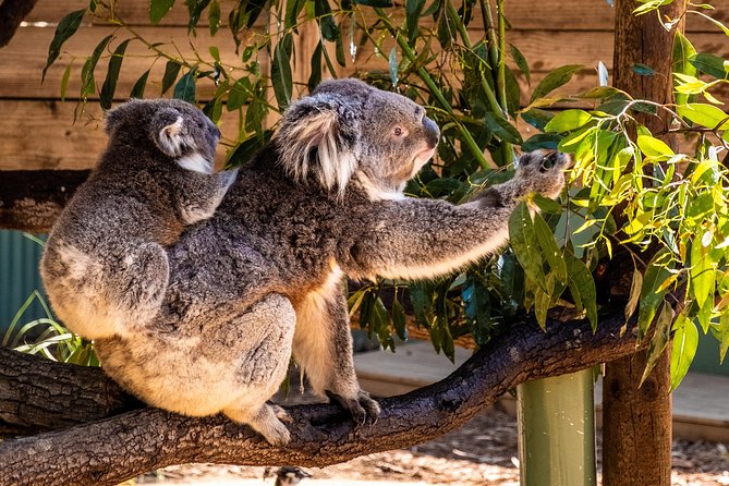 Phillip Island, Penguins, Koalas & Wildlife Tour - From Melbourne - Booking and Logistics