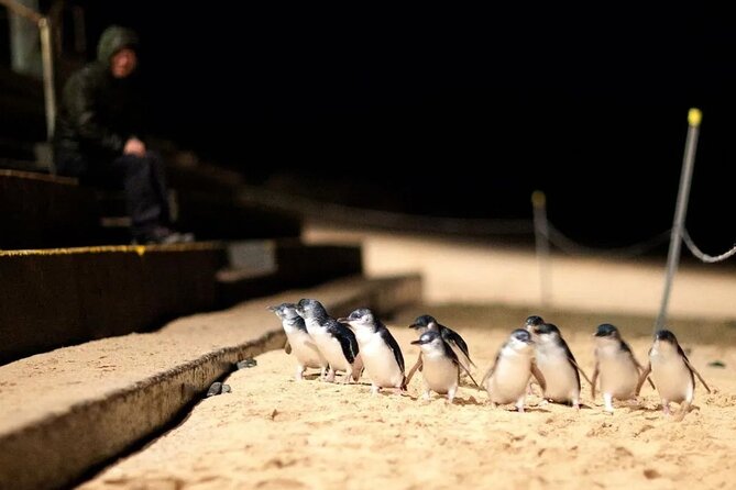 Phillip Island Penguins, Wine Tasting and Dinner From Melbourne - Hassle-Free Transportation and Organization
