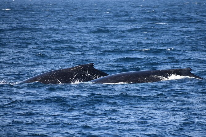 Phillip Island Whale & Dolphin Watching Cruise: San Remo  - Mornington Peninsula - Booking & Cancellation Policy