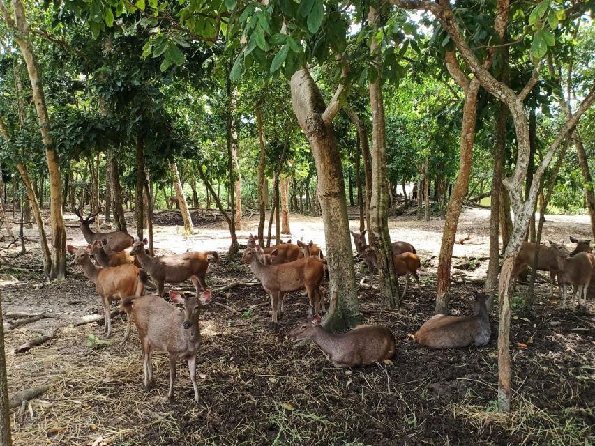 Phnom Penh: Buddha Kiri and Phnom Tamao Zoo Private Day Trip - Attractions