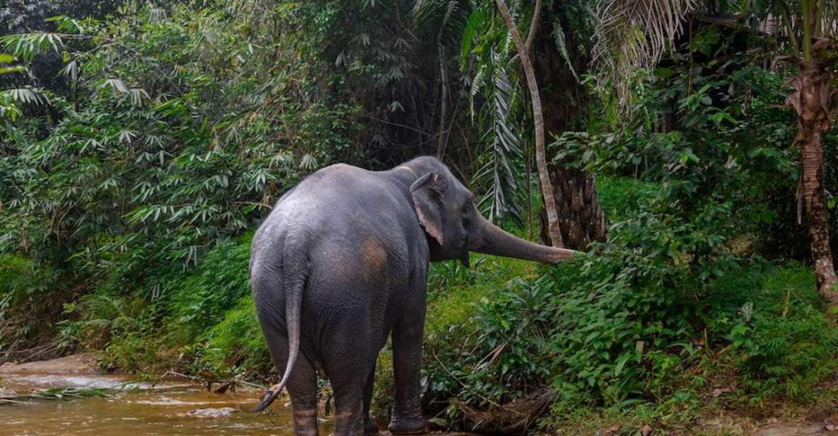 Phuket: Elephant Sanctuary Tour, Cooking Class & Lunch - Booking Convenience