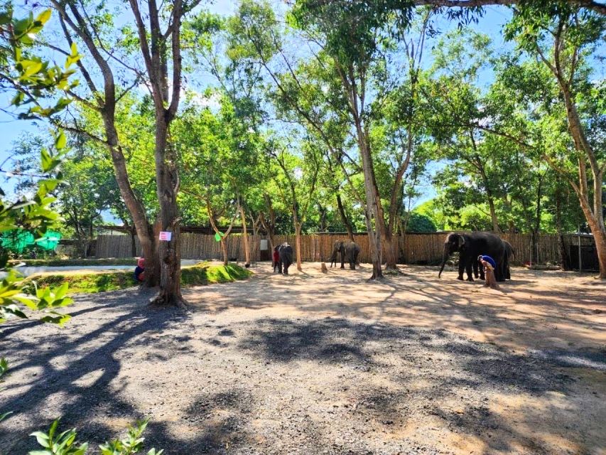 Phuket: Feeding Elephants at Phuket Elephant Care - Phuket Elephant Care Sanctuary