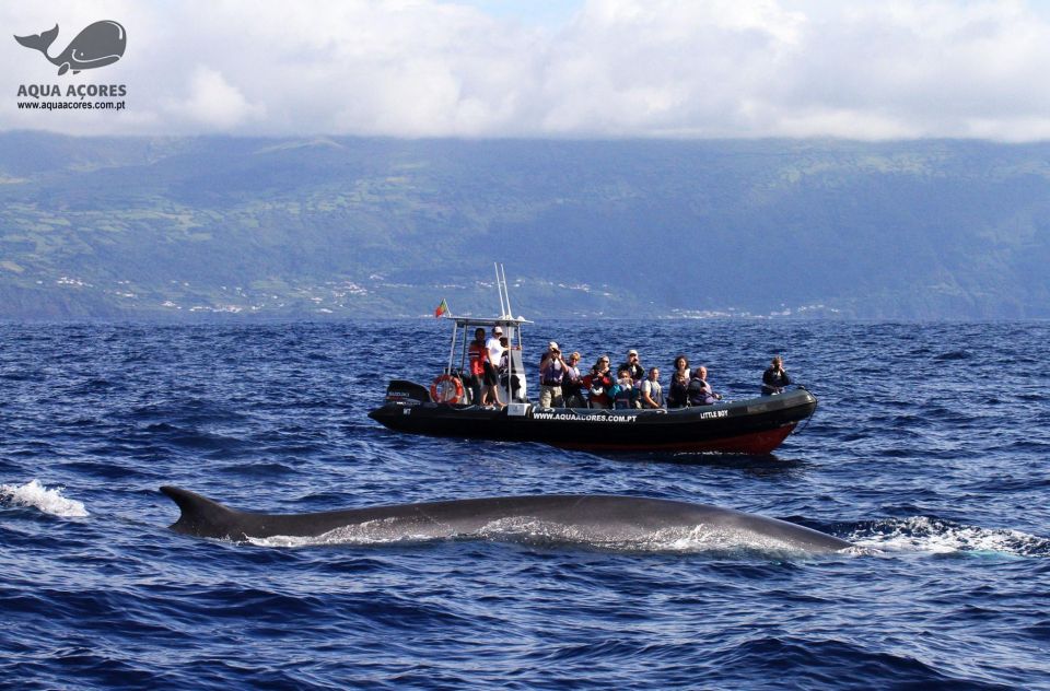 Pico Island: Azores Whale & Dolphin Watching on Zodiac Boat - Directions