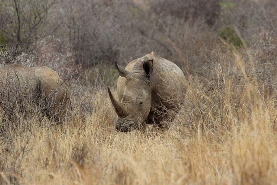 Pilanesberg National Park 2 Days - Wildlife Encounters