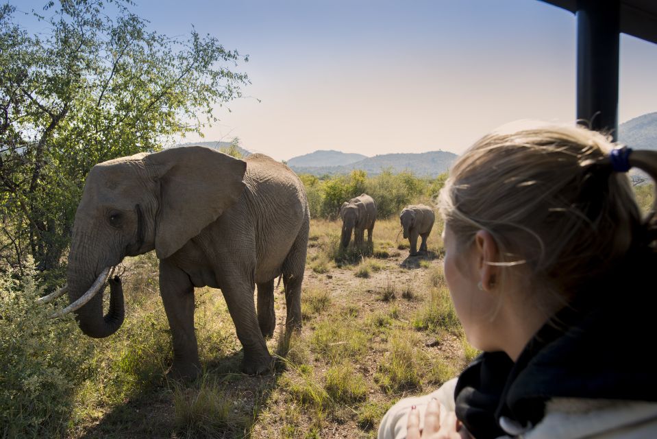 Pilanesberg: Two-Day Camping Adventure From Johannesburg - Last Words