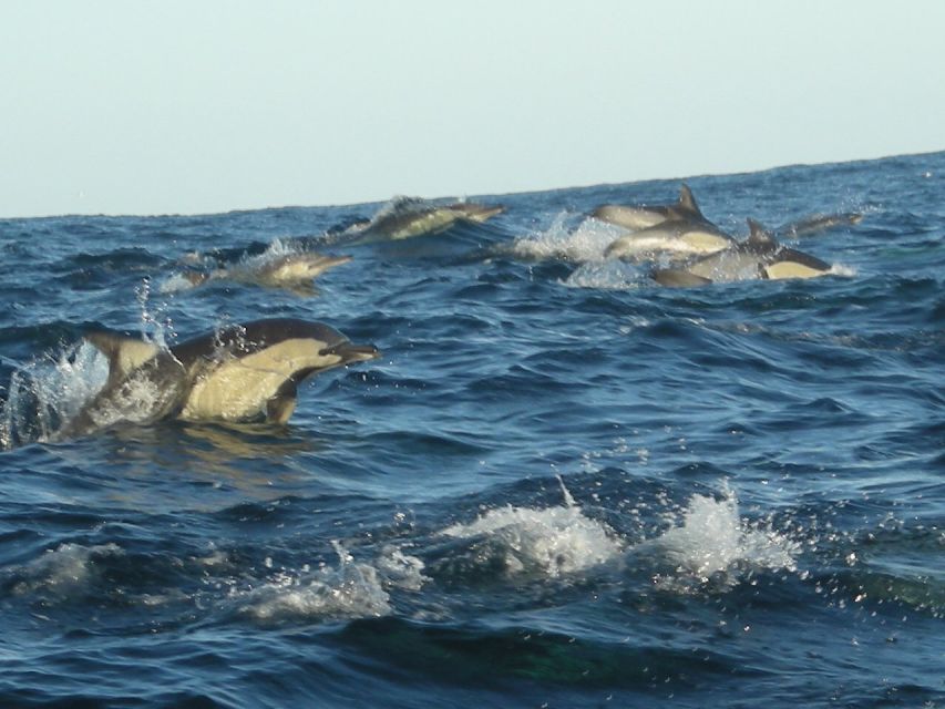Plettenberg Bay: Dolphin & Marine Tours - Highlights