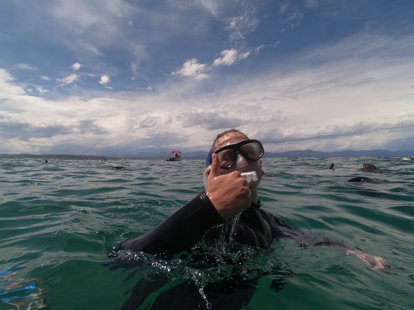 Plettenberg Bay: Seal Swimming Experience - Unique Encounter