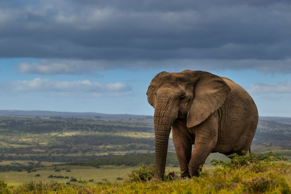 Port Elizabeth: 2-Day Addo Elephant Park Safari - Additional Information