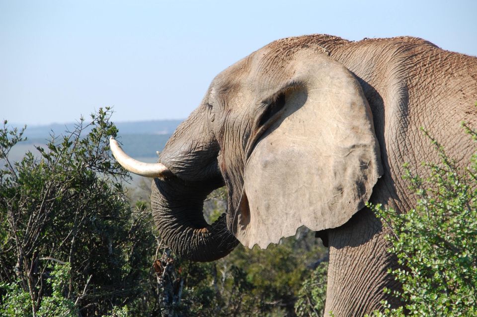 Port Elizabeth: Addo Elephant Park Safari Full-Day Tour - Key Activities During the Tour