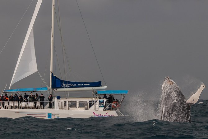 Port Stephens 3 Hour Whale and Dolphin Watch Cruise - Last Words