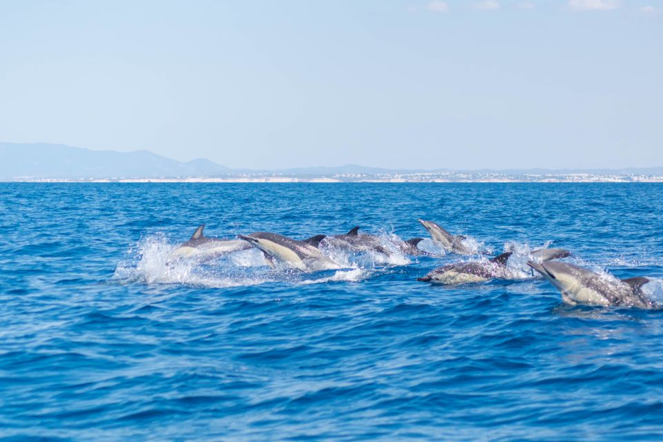 Portimão: Benagil Caves Dolphin Cruise With Marine Biologist - Customer Satisfaction