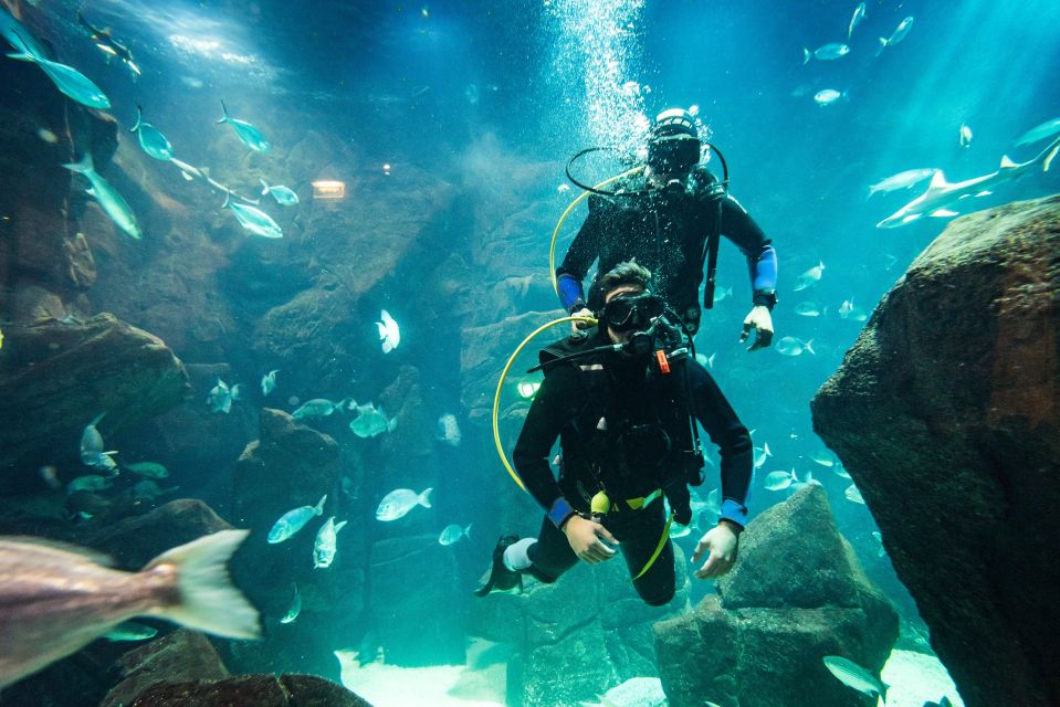 Porto Moniz: Diving With Sharks and Rays in Madeira Aquarium - Booking Tips