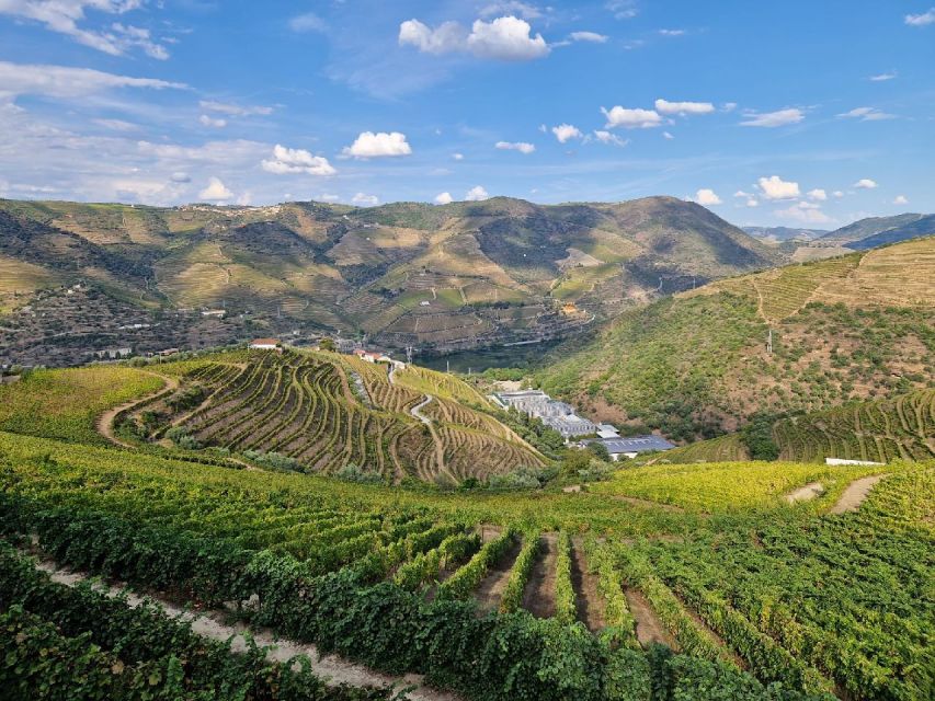 Porto: Private Douro Tour, Premium Cruise, Lunch & Winery - Premium Winery Visit Experience