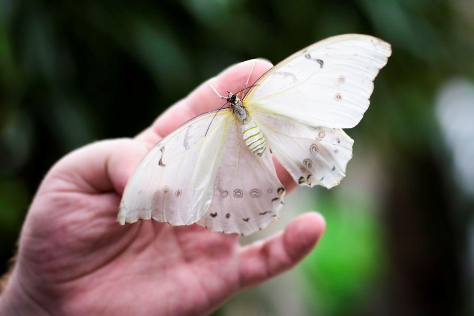 Prague: Papilonia Butterfly House - Visitor Feedback
